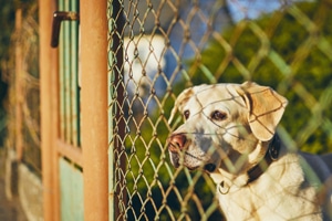 Greensboro Dog Bite Attorney